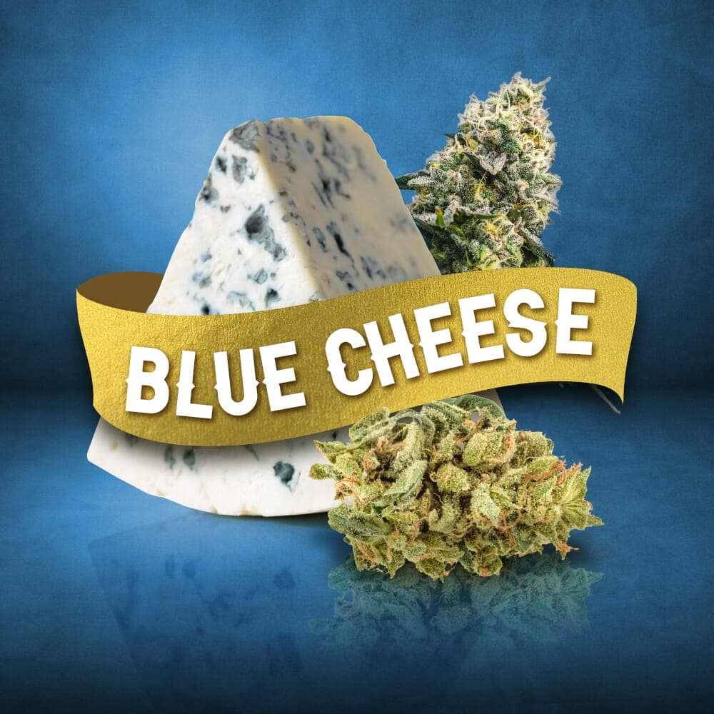 Blue Cheese Feminized Seeds - photo 3