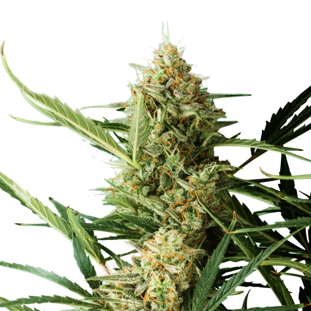 Ghost Train XTRM ® Feminized Seeds - photo 2