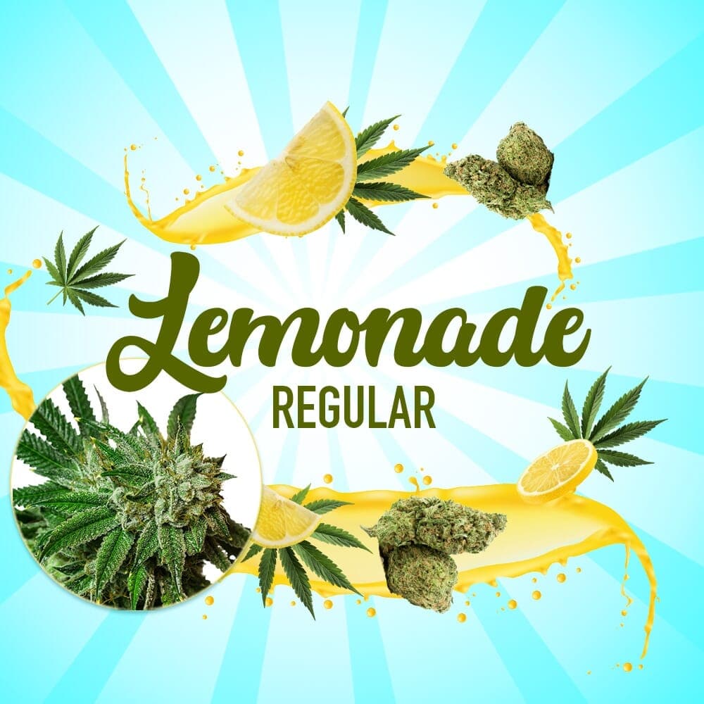 Lemonade Regular Seeds - photo 1