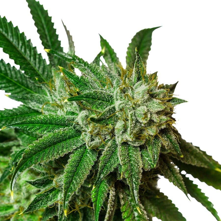 Lemonade Regular Seeds - photo 2