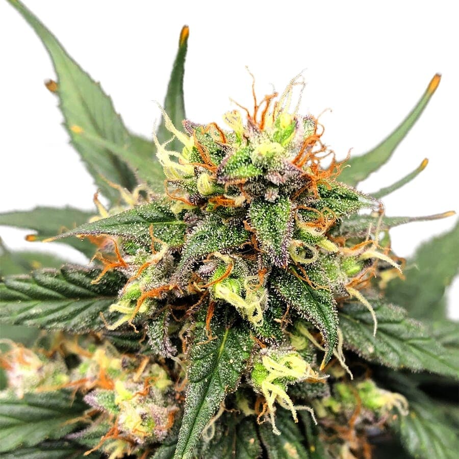 Matanuska Thunder XTRM ® Feminized Seeds - photo 1
