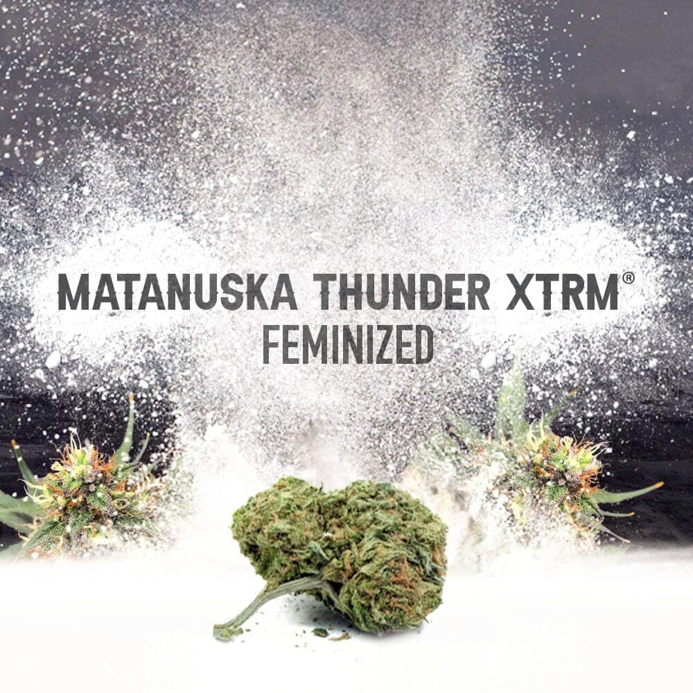 Matanuska Thunder XTRM ® Feminized Seeds - photo 3