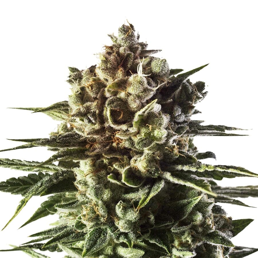 Boogie Nights ® Feminized Seeds - photo 1