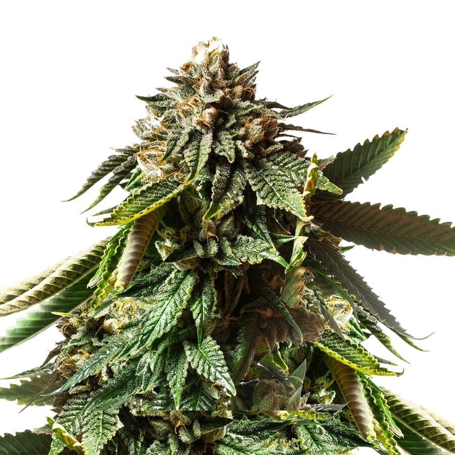 Stardust Feminized Seeds - photo 2