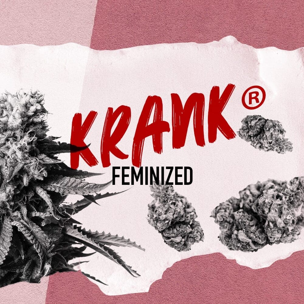 Krank ® Feminized Seeds - photo 1