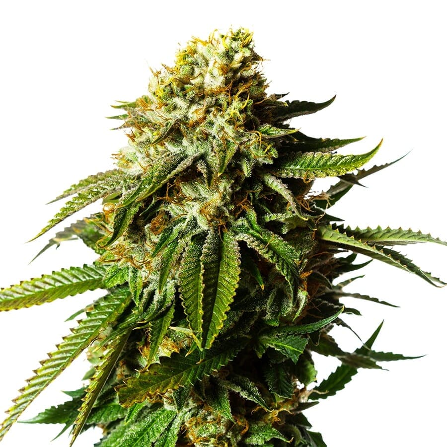 Krank ® Feminized Seeds - photo 2