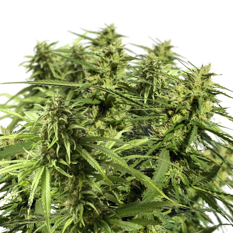Happy Outdoor Mix Autoflower Seeds - photo 1