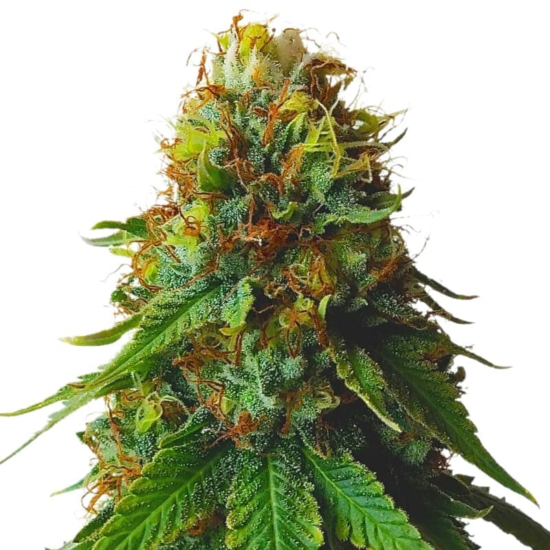 Green Crack Autoflower Seeds - photo 1