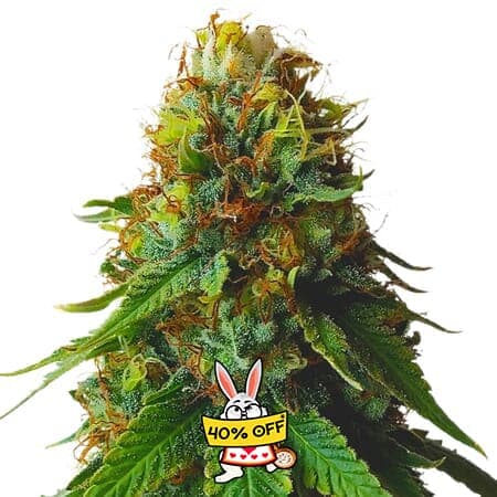 Green Crack Autoflower Seeds - photo 2