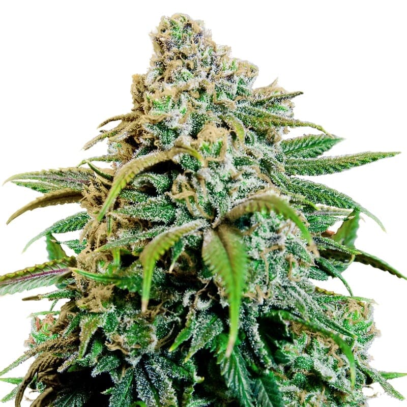 Happy Haze Feminized Seeds - photo 1