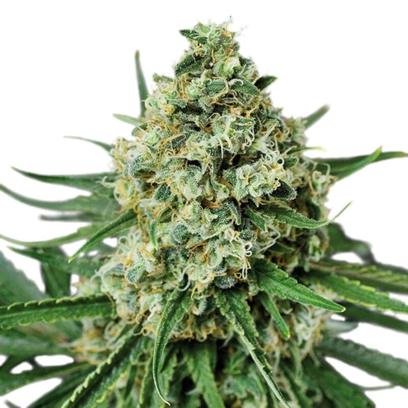 AMS Supreme Feminized Seeds - photo 1