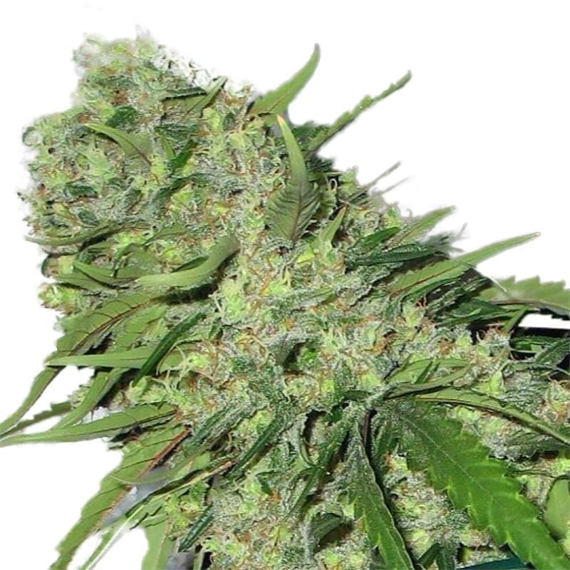CBDoc ® Feminized Seeds - photo 1