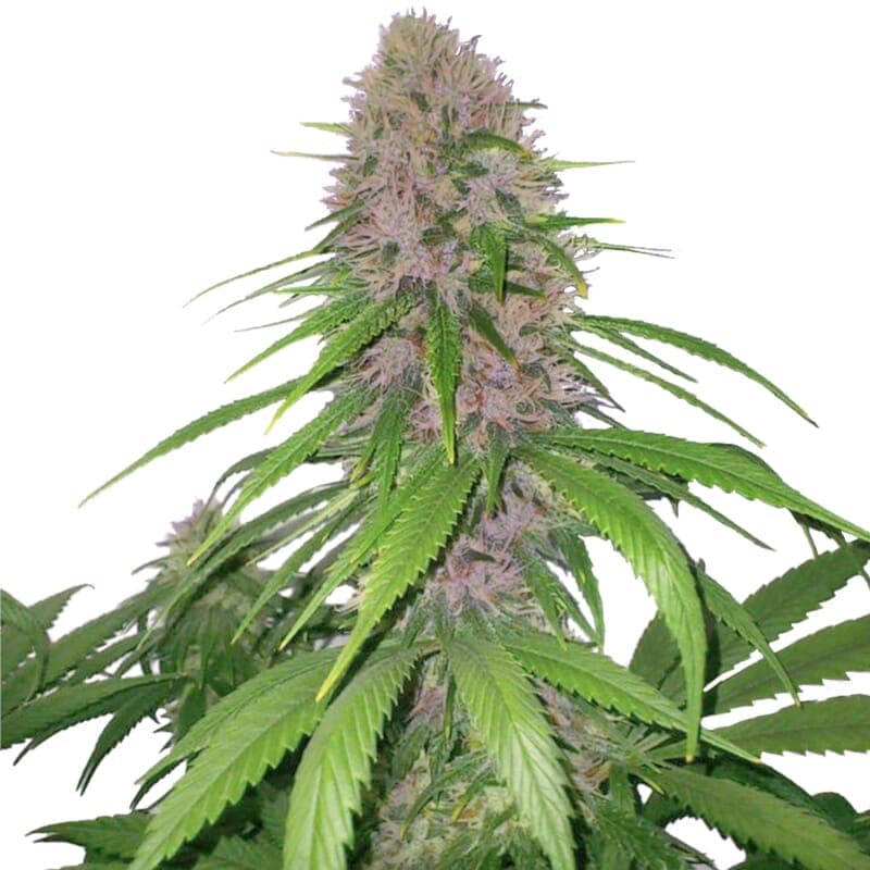 Purple Power XTRM Autoflower Seeds - photo 1