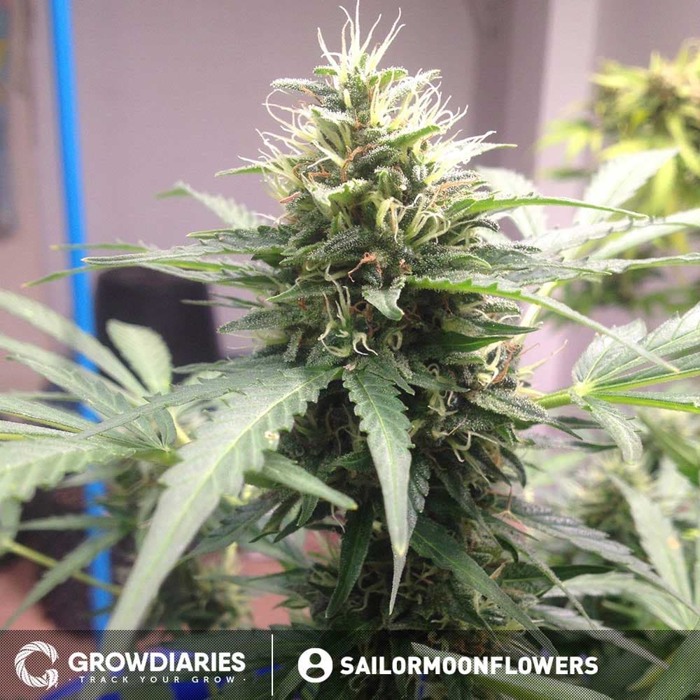 Purple Power XTRM Autoflower Seeds - photo 3