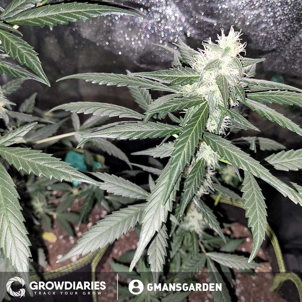 Purple Power XTRM Autoflower Seeds - photo 5