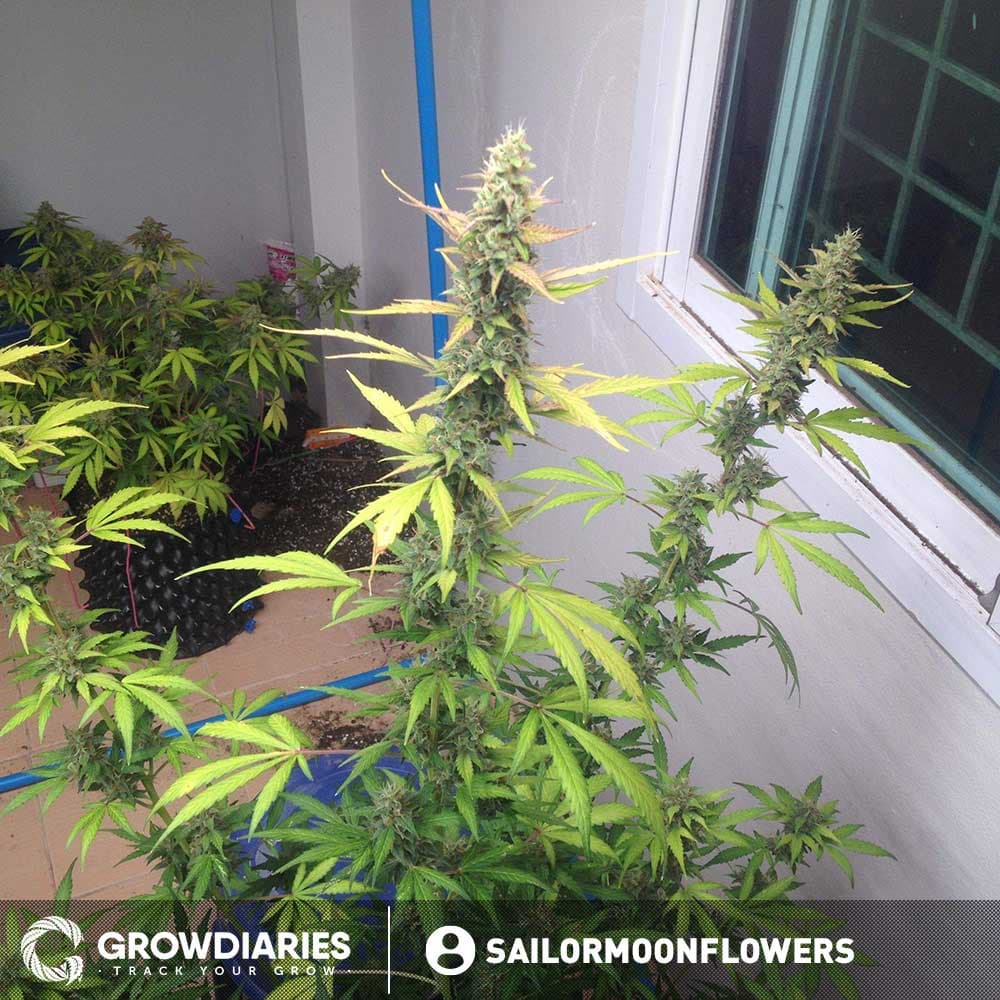 Purple Power XTRM Autoflower Seeds - photo 6