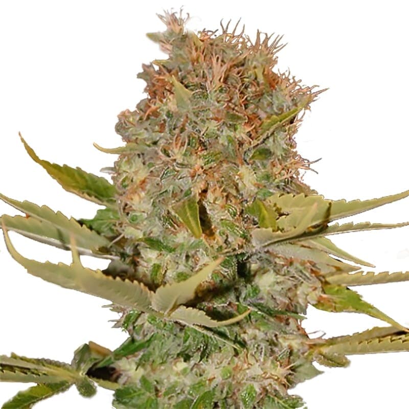 Number 14 Feminized Seeds - photo 1