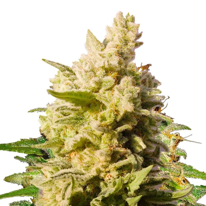Jackberry Feminized Seeds - photo 1