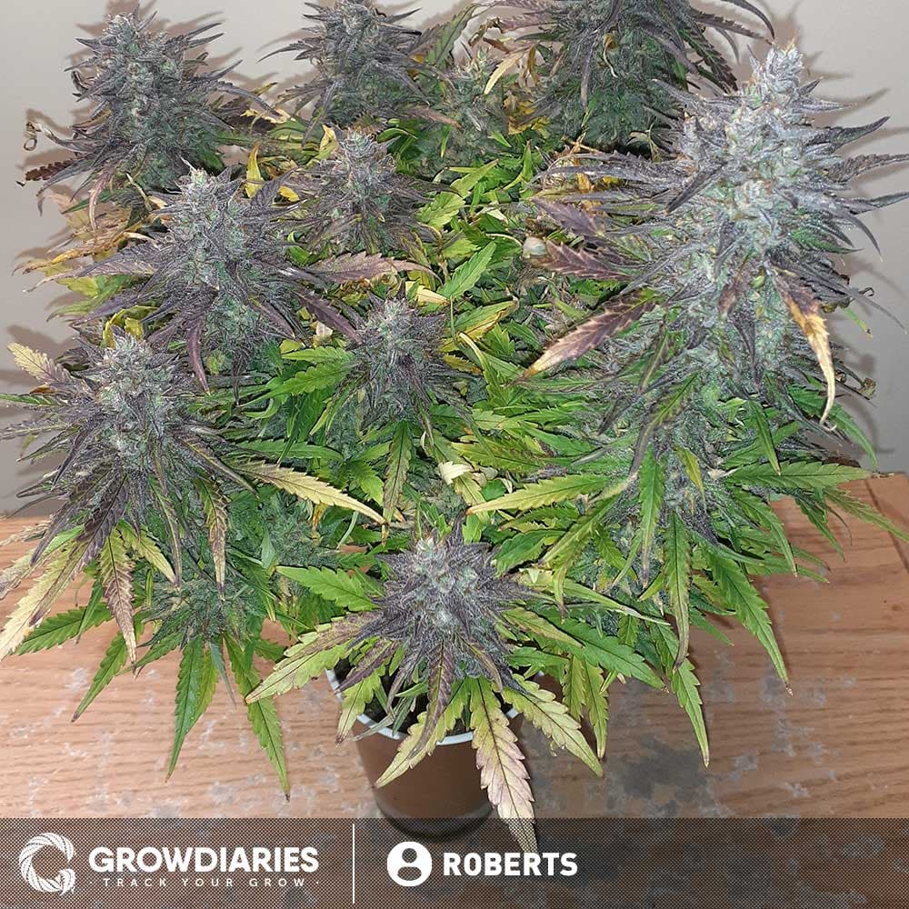 Forest Fruits Autoflower Seeds - photo 3