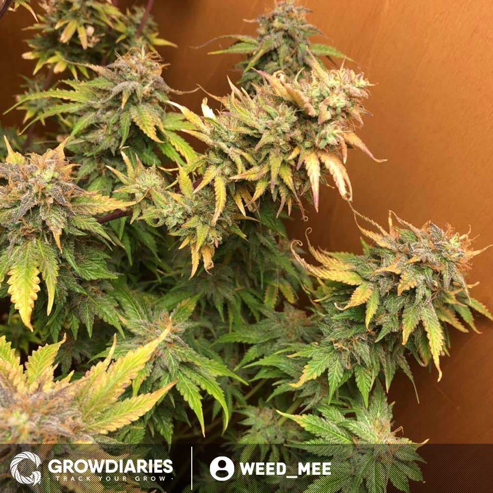 Forest Fruits Autoflower Seeds - photo 4