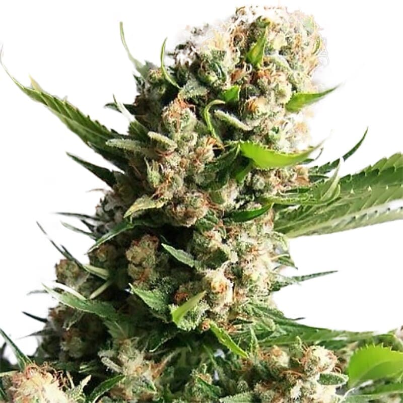 Bonfire Feminized Seeds - photo 1