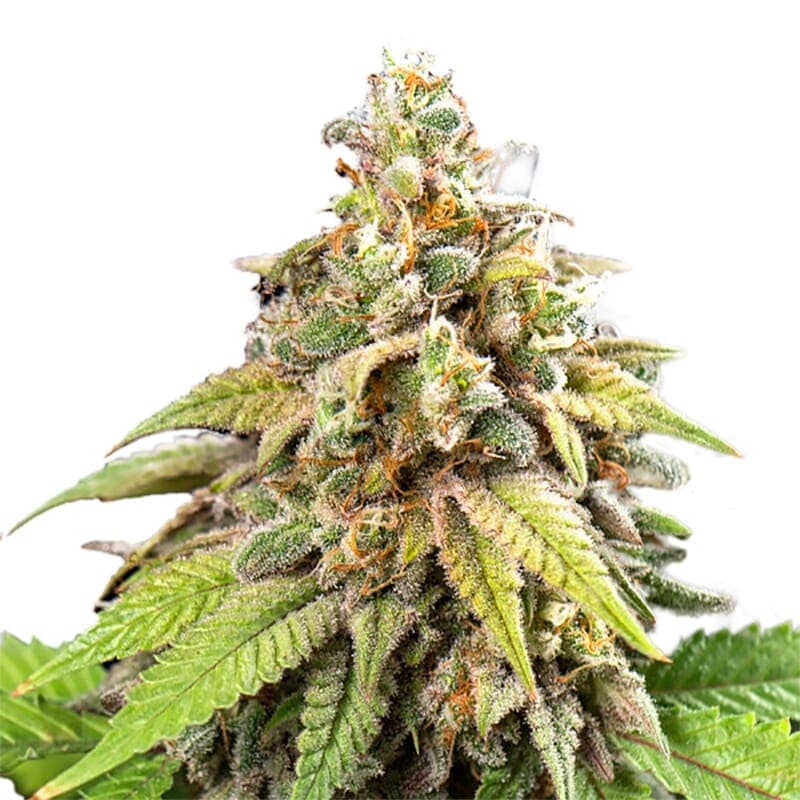 Pixie Dust Feminized Seeds - photo 1