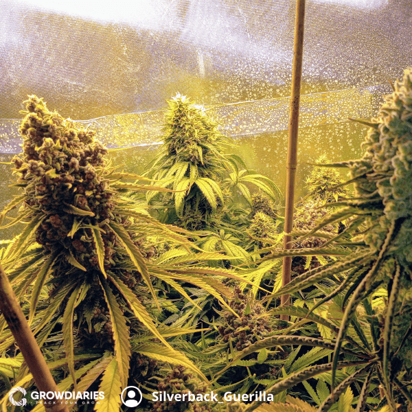Pixie Dust Feminized Seeds - photo 3