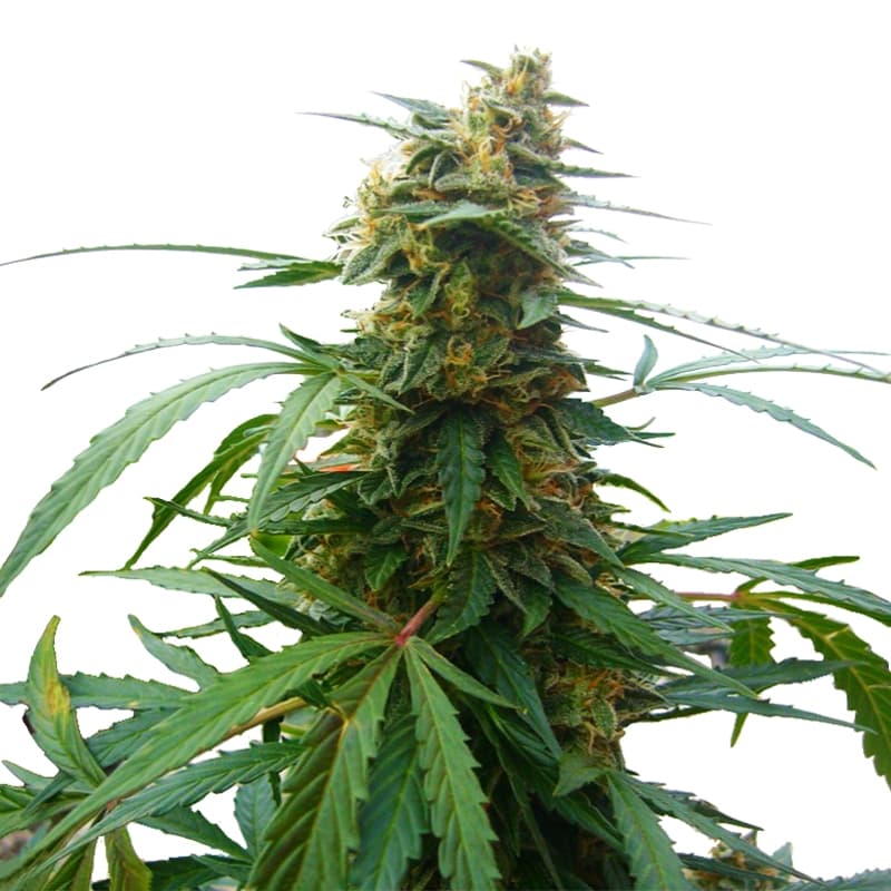 Psycho Feminized Seeds - photo 1