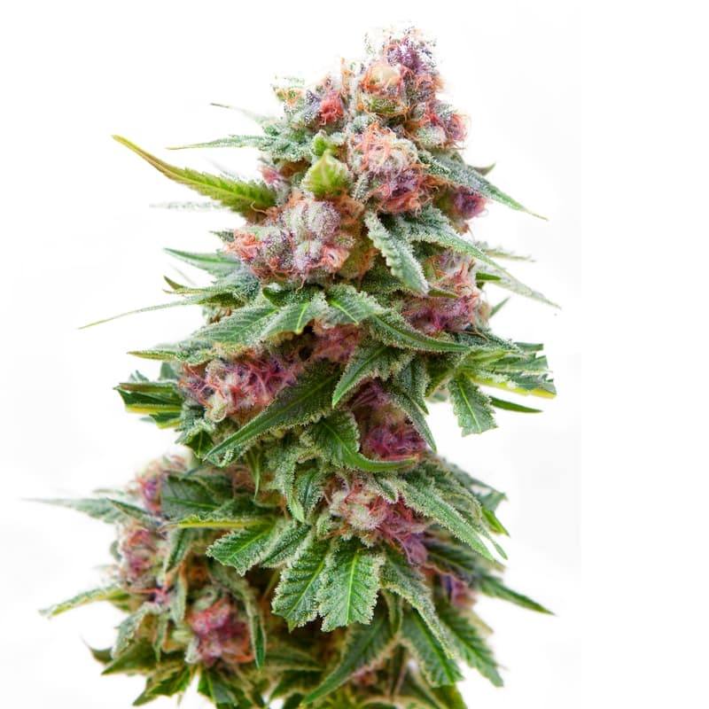 Dream Catcher Regular Seeds - photo 1