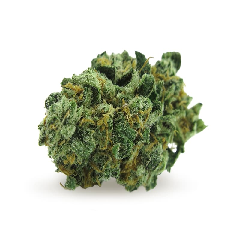 Dream Catcher Regular Seeds - photo 2