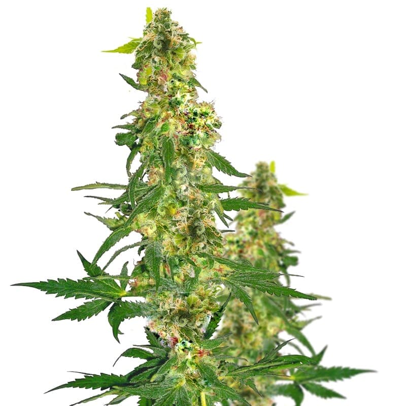 Kryptonite Feminized Seeds - photo 1