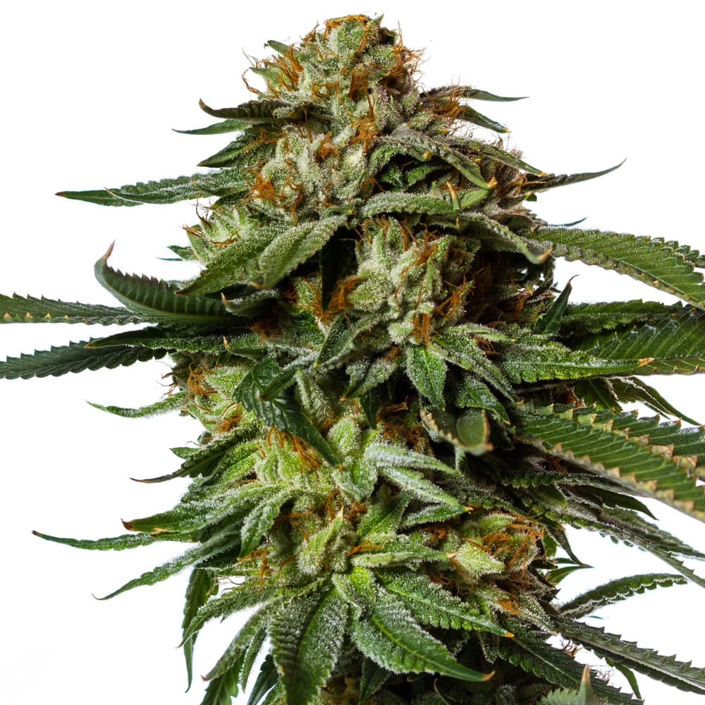 Chronic Autoflower Seeds - photo 1