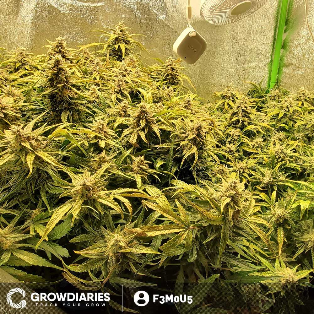 Chronic Autoflower Seeds - photo 3