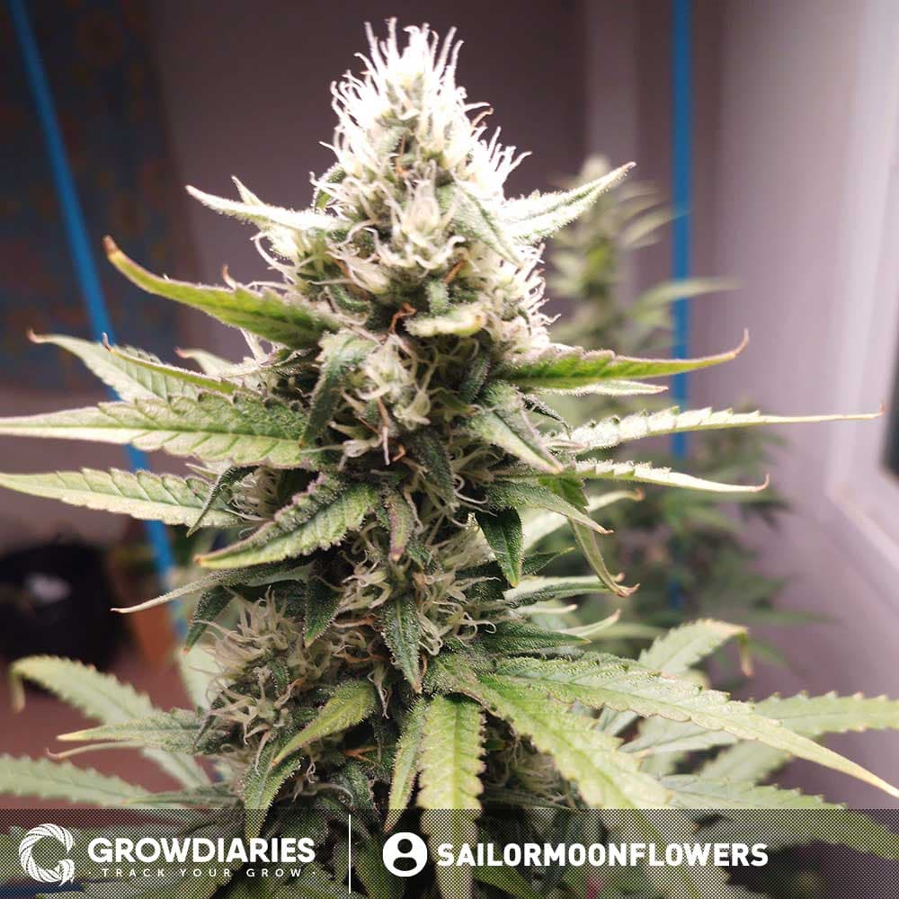 Cheese Autoflower Seeds - photo 3