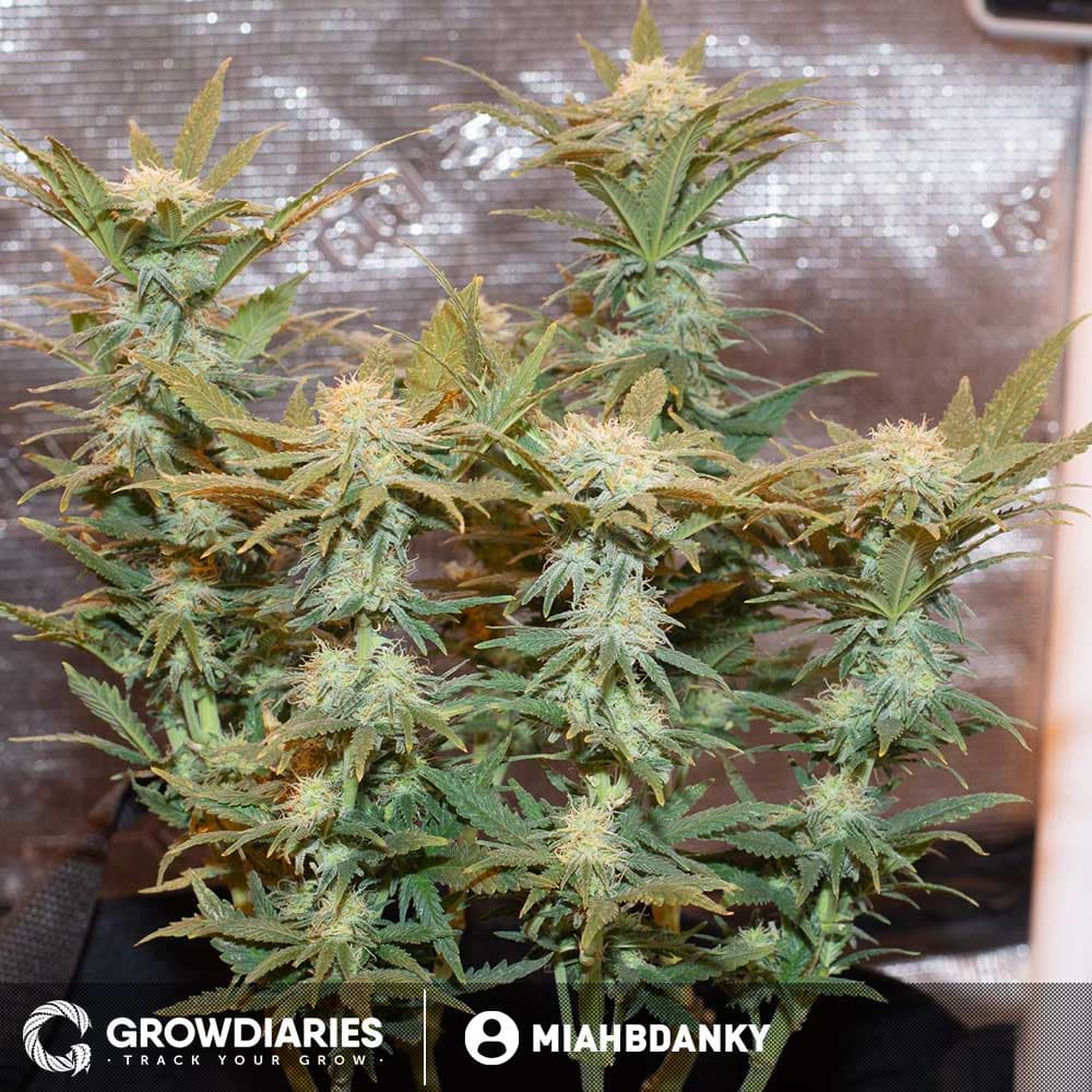 Pot of Gold Feminized Seeds - photo 3