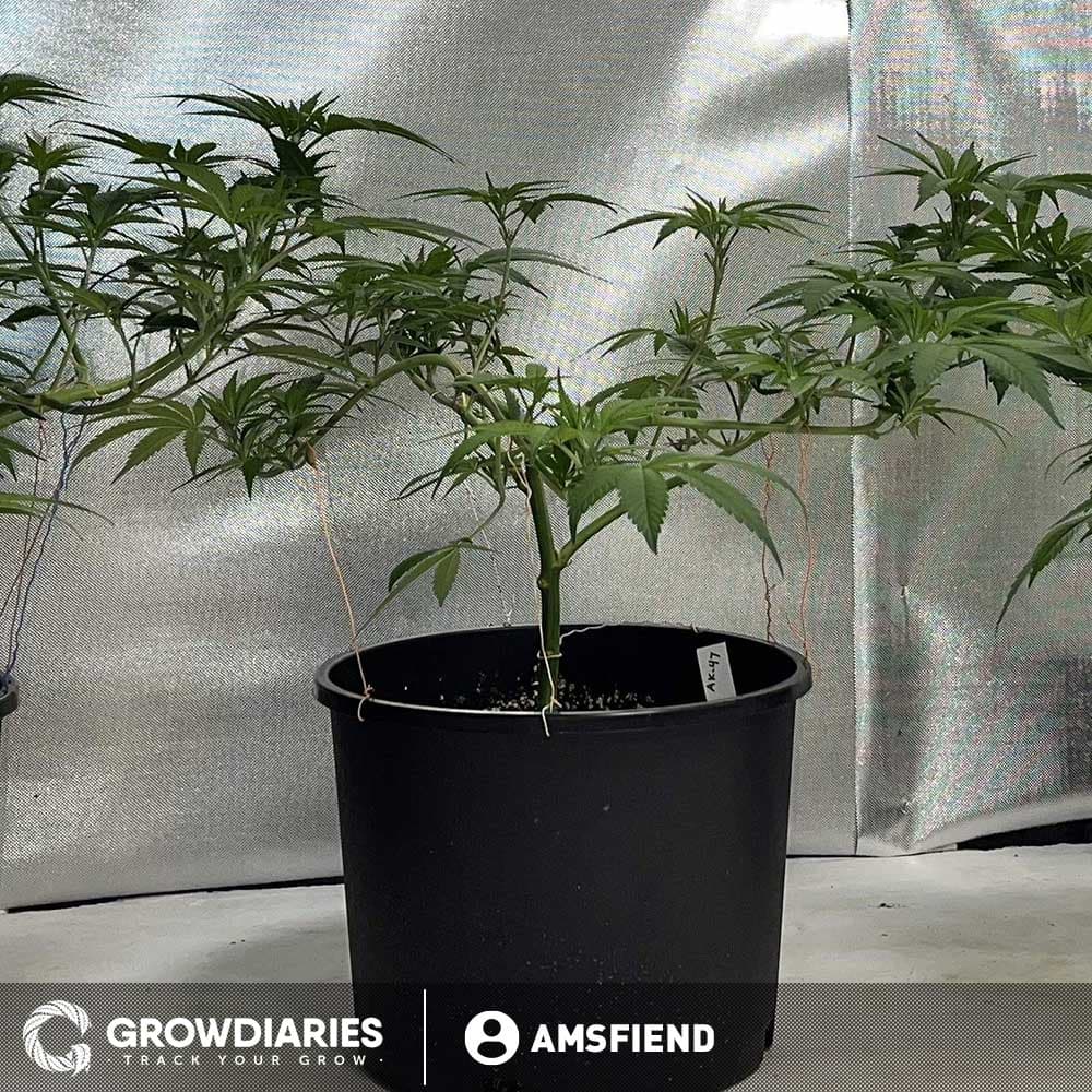AK 47 XTRM ® Feminized Marijuana Seeds - photo 3