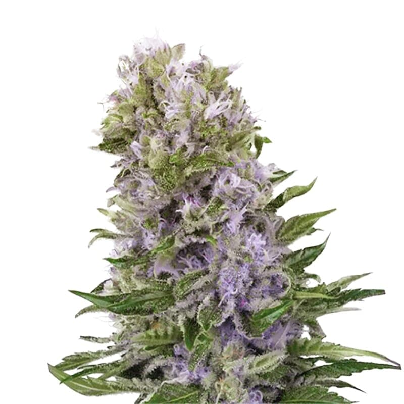 Blueberry 420 Regular Seeds - photo 1