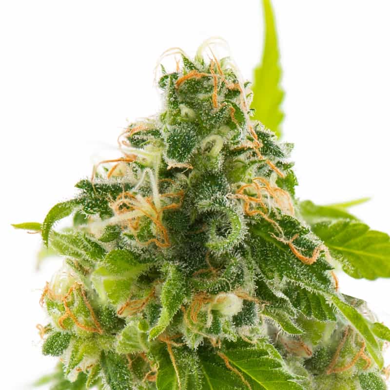 Mega Jackpot Feminized Seeds