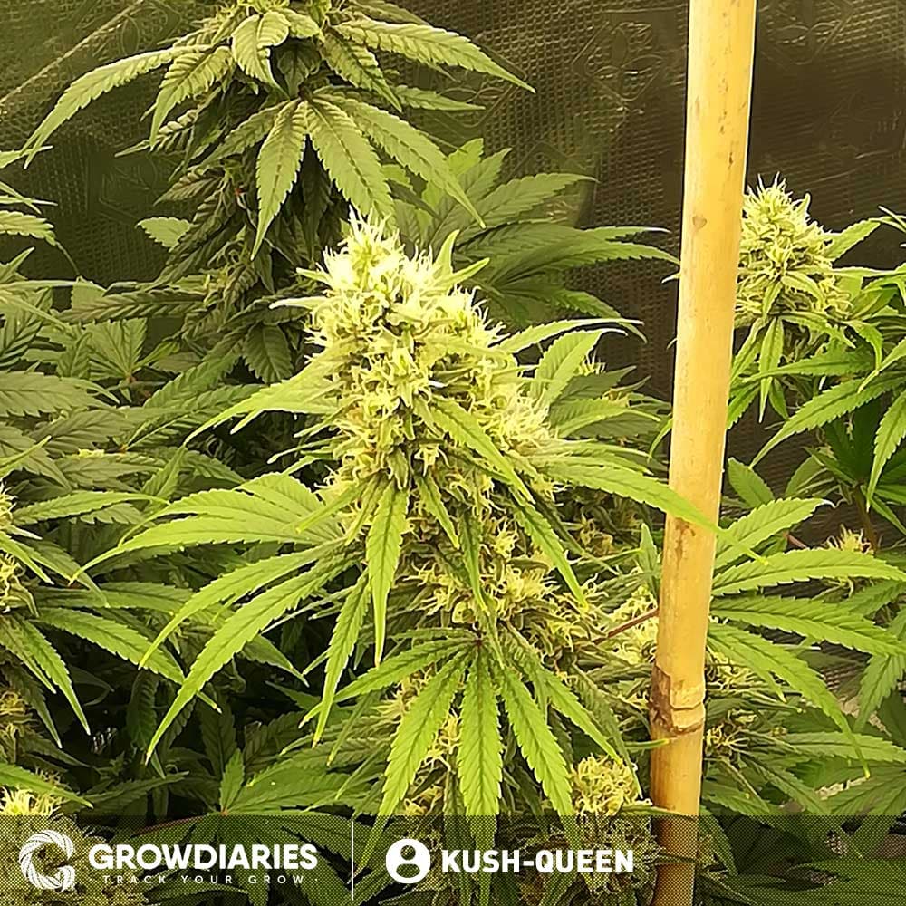 Caramelicious ® Feminized Seeds - photo 3