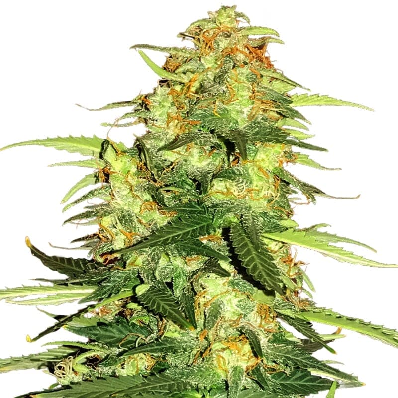 Supernova Feminized Seeds - photo 1