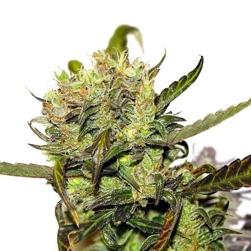 Durban Poison Feminized Seeds - photo 1