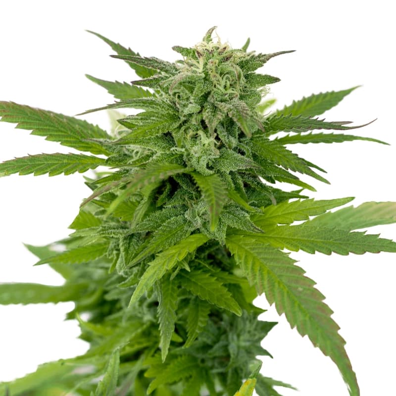 Ganja Dwarf ® Low Rider Autoflower Seeds - photo 1