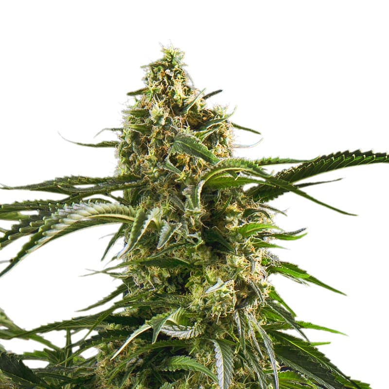 Bob Marley Feminized Seeds - photo 1
