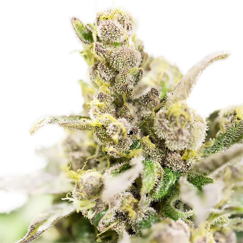 Bob Marley Feminized Seeds - photo 3