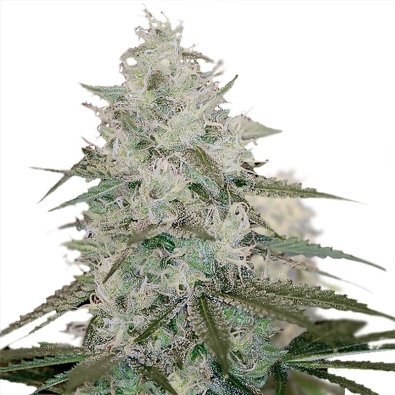 White Queen Feminized Seeds: Your Royal Highness - photo 1