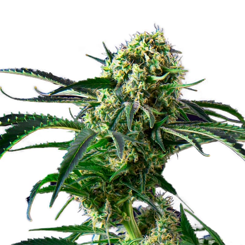 Big Black Indica Feminized Seeds - photo 1