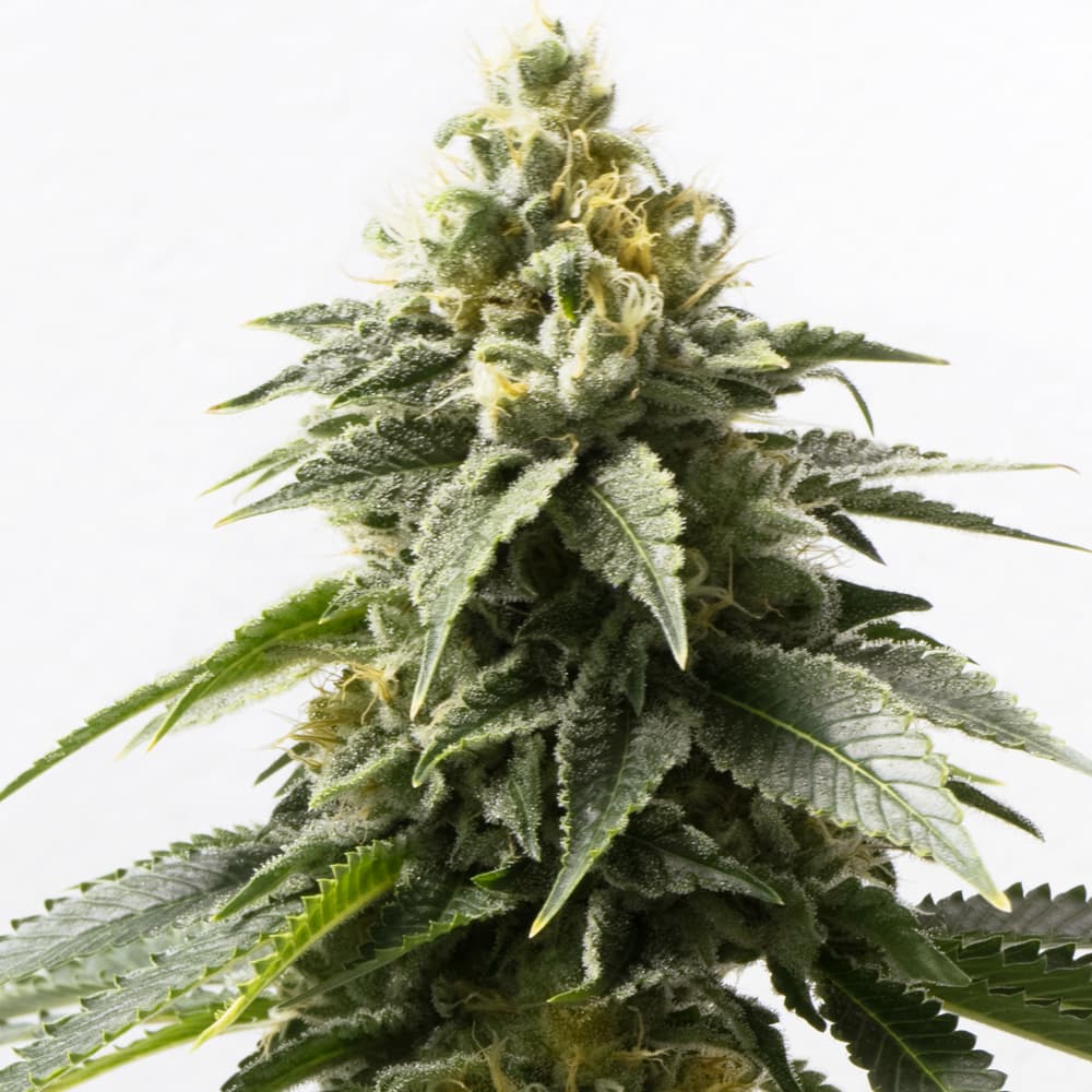 Medijuana ® Regular Seeds - photo 1