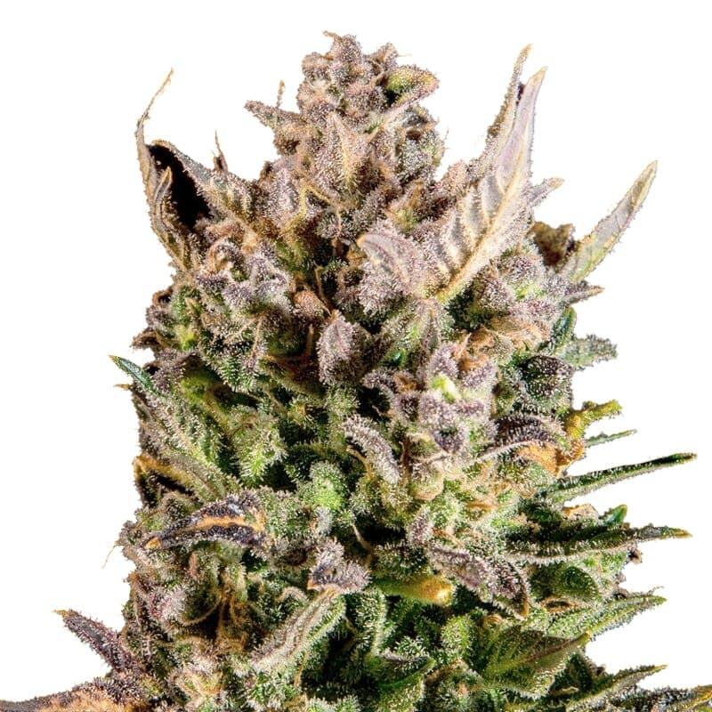 New York Turbo Diesel Regular Seeds - photo 1