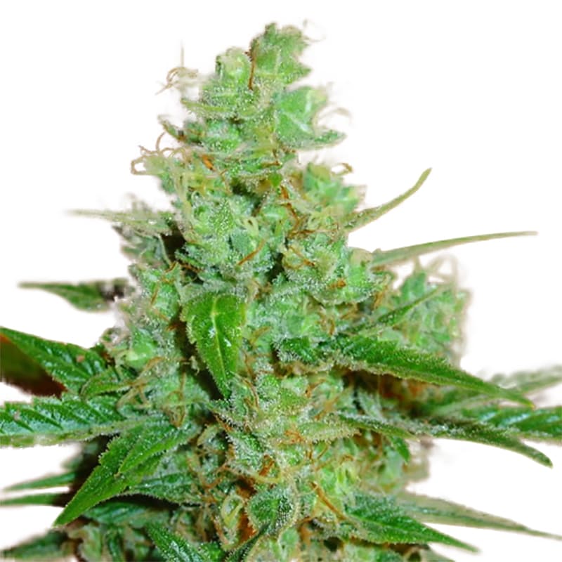 Aussie Blues ® Regular Seeds - photo 1