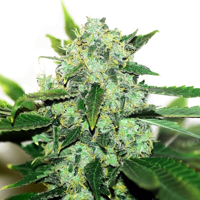 Thai Skunk Regular Seeds - photo 1